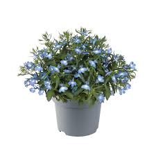Image result for Lobelia thermalis