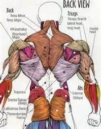 Maybe you would like to learn more about one of these? Developing A Lean And Muscular Back Human Body Muscles Body Muscle Anatomy Human Muscle Anatomy