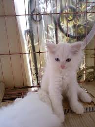Kucing yang terbilang mahal ini menjadi salah satu kucing yang populer di indonesia. Terjual Kucing Persia Medium Mata Biru Kaskus