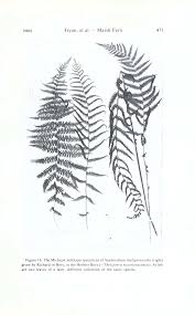 Image result for Thelypteris confluens