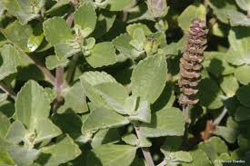 Image result for Coleus neochilus