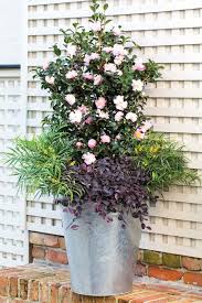 7 Steps To Stunning Container Grown Camellias Container Plants Container Gardening Vegetables Plants