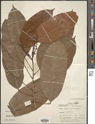 Image result for Dasylepis racemosa