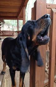 Maybe you would like to learn more about one of these? 900 All Things Dogs Ideas In 2021 Dogs Puppies I Love Dogs