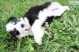 We believe that every home deserves the chance to experience the joy a puppy brings. Lilly Pending Female Mini Australian Shepherd Mini Australian Shepherds Miniature Australian Shepherd Miniature Australian Shepherd Puppies