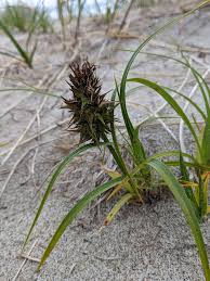 Image result for Carex sp.no.1