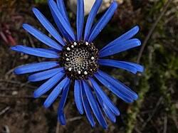 Image result for Felicia clavipilosa