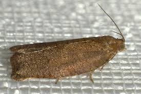 Image result for Archips rosanus