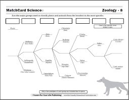 Scientific Classification Worksheet