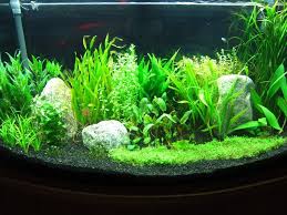 The Best Tom Barr S Low Tech Start Up Tank Method Easy To Read Beginner S Guide Fish Tank Plants Nature Aquarium Live Aquarium Plants