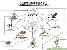 How To Draw A Food Web With Pictures Wikihow