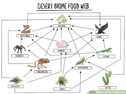 how to draw a food web with pictures wikihow