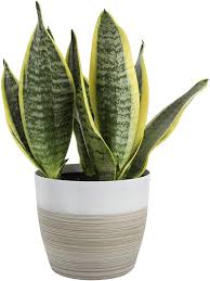 Cylindrical snake plant is an african succulent that makes a carefree house plant. Amazon Com Costa Farms Snake Sansevieria White Natural Decor Planter Live Indoor Plant 12 Inch Tall Grower S Choice Green Yellow Garden Outdoor