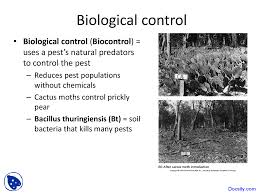 Today, both the prickly pear and the cactus moth can be found at low levels in australia. Biological Control Application Of Biology Lecture Slides Docsity