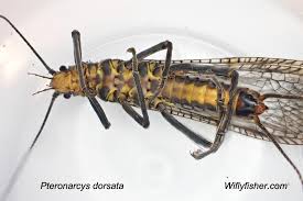 Image result for Macrotyloma stenophyllum