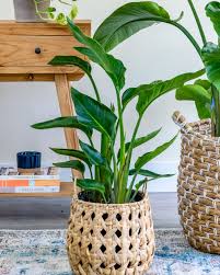 When watering, thoroughly wet the potting mix, then allow it to dry slightly before watering again. Bird Of Paradise Plant Care Tips Bird Of Paradise Houseplant
