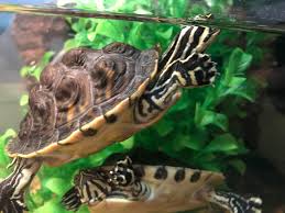 They, therefore, have a longer lifespan compared to the wild turtles. Are These Yellow Bellied Sliders Turtle Identification Turtle Forum