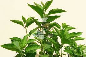 Bitterleaf (vernonia amygdalina) with african common names include grawa (amharic), ewuro (yoruba), etidot (efik) below are the 29 healing powers of bitterleaf (vernonia amygdalina) Bitter Leaf Juice Health Benefits Of Bitter Leaf Vernonia Amygdalina Vernonia Medicinal Plants Permaculture Gardening