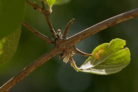 Image result for Combretum mkuzense