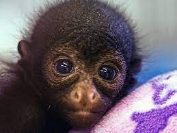 Zooborns Spider Monkey Zooborns Cute Animals