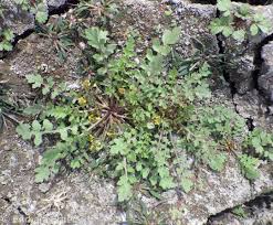 Image result for Rorippa nudiuscula