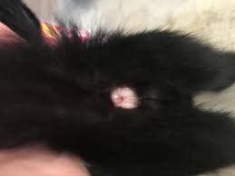 A cat's belly button is not prominent and often difficult to detect unless you know what kitty navels look like and where to find them. Why Does My Kitten Have A Bump On His Butthole Petcoach