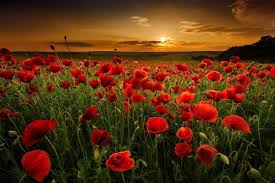 Image result for remembrance day australia