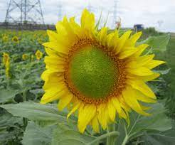 Comanda minima este de 22 tone/client sau 23760 litri/client. Ministrul Agriculturii Vor Fi Cresteri Importante De PreÅ£ La Grau Porumb Si Floarea Soarelui Din Cauza Secetei 27 08 2012 Bursa Ro