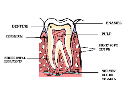 69 Interpretive Feline Dental