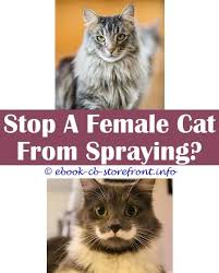 It is also common for cats to lose some please note that these remedies are intended for mild infections in which the cat is not crying out in pain, is still able to pass urine, and seems to be. 6 Glowing Tips And Tricks Cat Flea Room Spray My Two Neutered Male Cats Are Spraying Forum Flea Spray Cats Side Effects Citrus Spray For Cat Scratchin Admirable