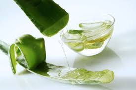 Image result for Aloe