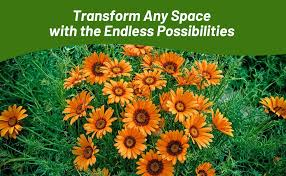 Image result for Ursinia montana