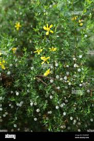 Image result for Zygophyllaceae