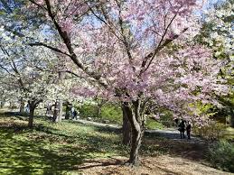 Jun 07, 2021 · for tickets, visit the queens botanical garden's website. Brooklyn Botanic Garden Attractions In Prospect Park New York