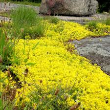Image result for Sedum