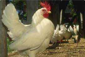 They'll free range, spreading cow manure and eating fly larvae. Poultry Pest Management Control And Treatment Of Pests