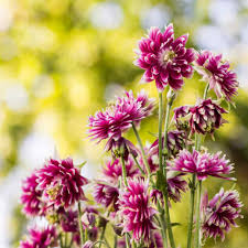 Try cutting the bloom for long lasting color in your home. Columbine Seed Aquilegia Vulgaris Nora Barlow Flower Seeds