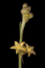 Image result for Aspidoglossum biflorum