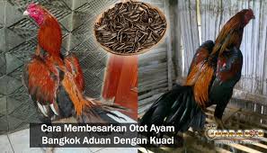 Pin Di Sabung Ayam Online