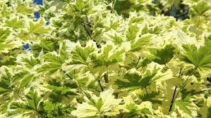 Image result for Vepris drummondii