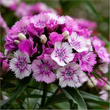 Image result for Dianthus angolensis