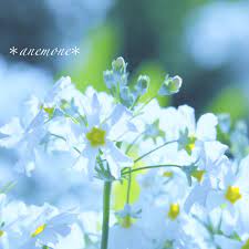 サクラソウ primula flower 草木 花 ソウ