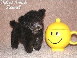 Teacup Poodle Description What Is A Teacup Poodle By Velvet