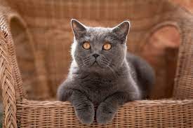 Whilst the breed does come in a variety of colours, the grey is the most commonly seen. List Of 8 Stunning Grey Cat Breeds With Pictures And Descriptions