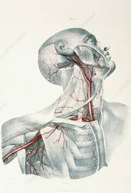 The left and right common carotid arteries ascend up the neck, lateral to the trachea and the oesophagus. Neck Arteries Stock Image N200 0027 Science Photo Library