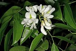 Image result for Craibia