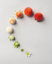 Pin Pa Foodie Art
