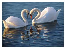 Black Bird With Blue Neck Ontario I Love When I See The Swans Swimming Near Hoopers Island Beautiful Birds Pet Birds Birds