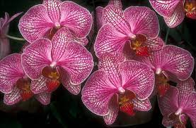 Phalaenopsis Pink Striped Moth Orchid Hybrid Orchid Images Orchid Flower Orchid Photography