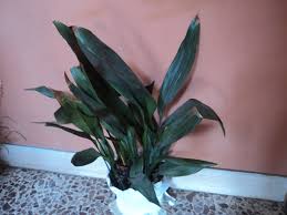 Image result for Kořenokvětka Aspidistra
